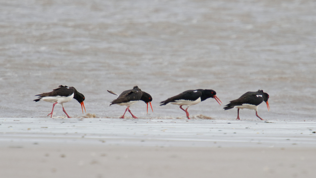 Oystercatcher